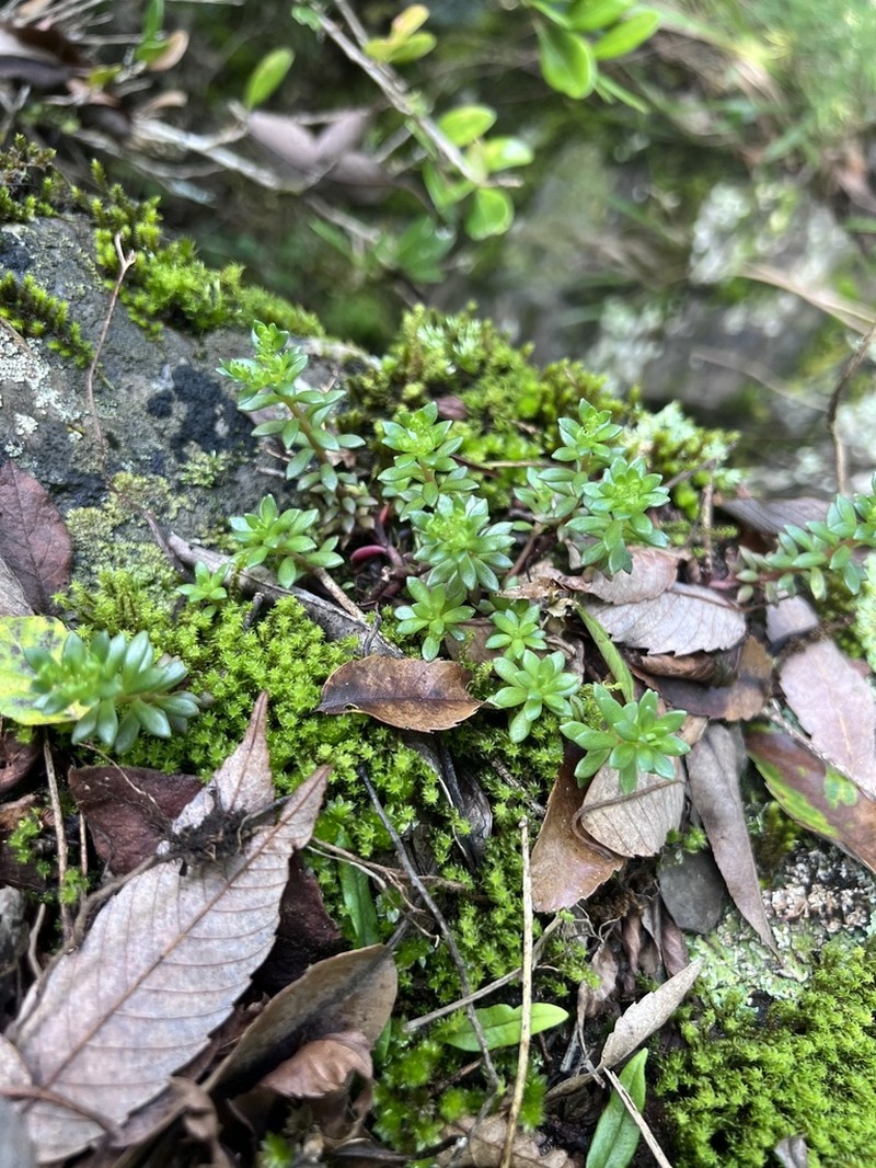 Sedum taiwanalpinum photo 8