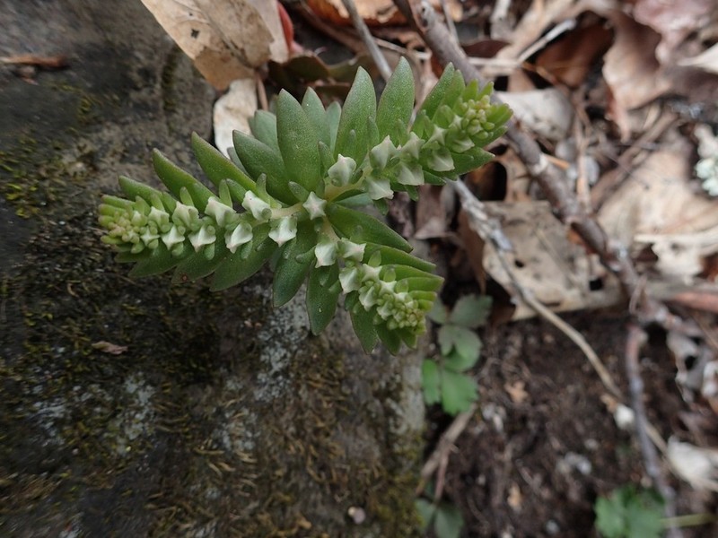 Woodland Stonecrop photo 2