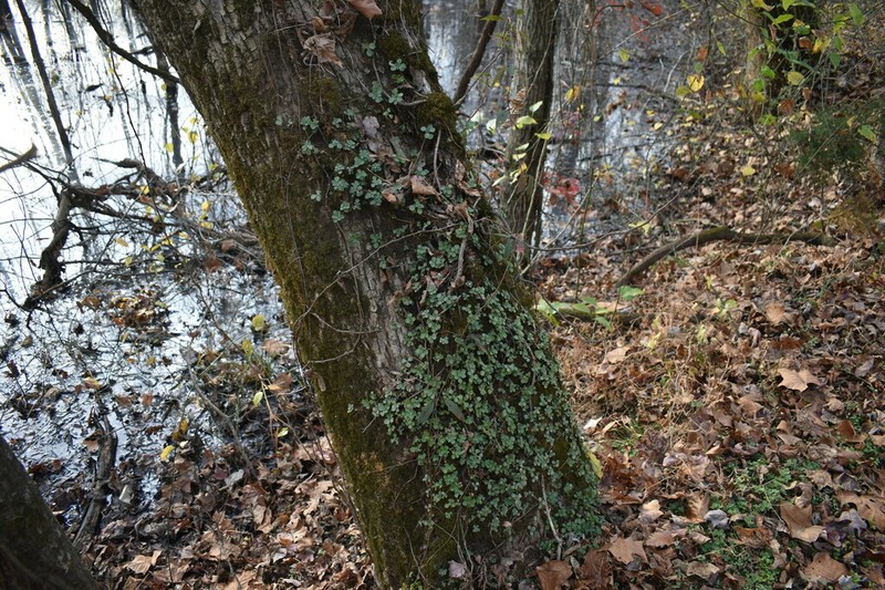 Woodland Stonecrop photo 3