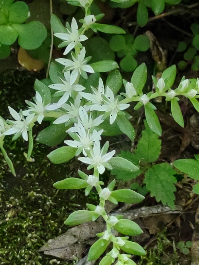 Woodland Stonecrop photo 4