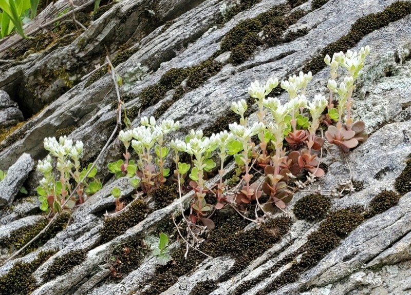 Woodland Stonecrop photo 5