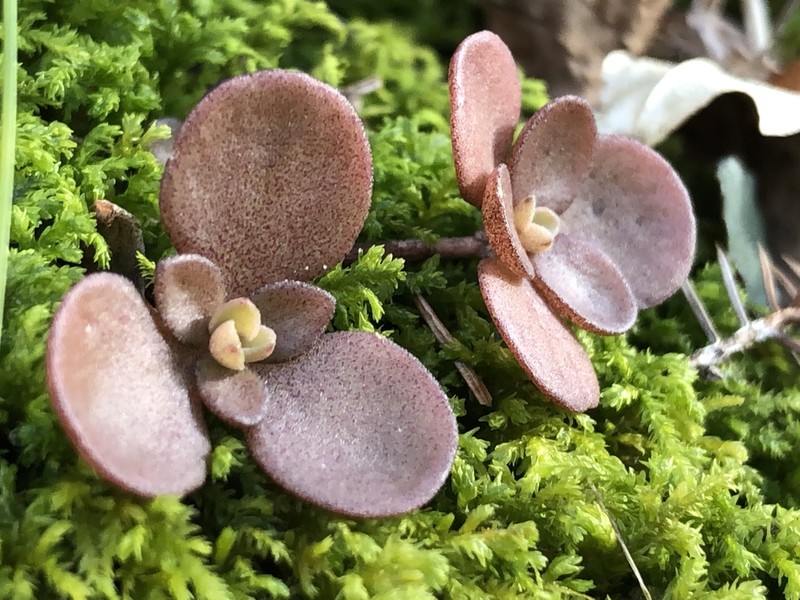 Woodland Stonecrop photo 6