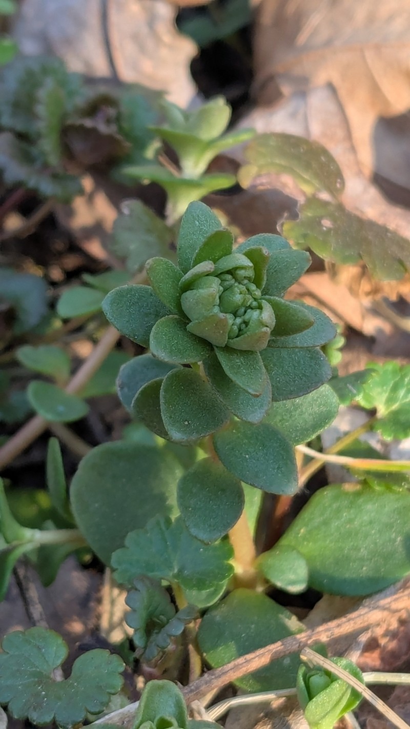 Woodland Stonecrop photo 7