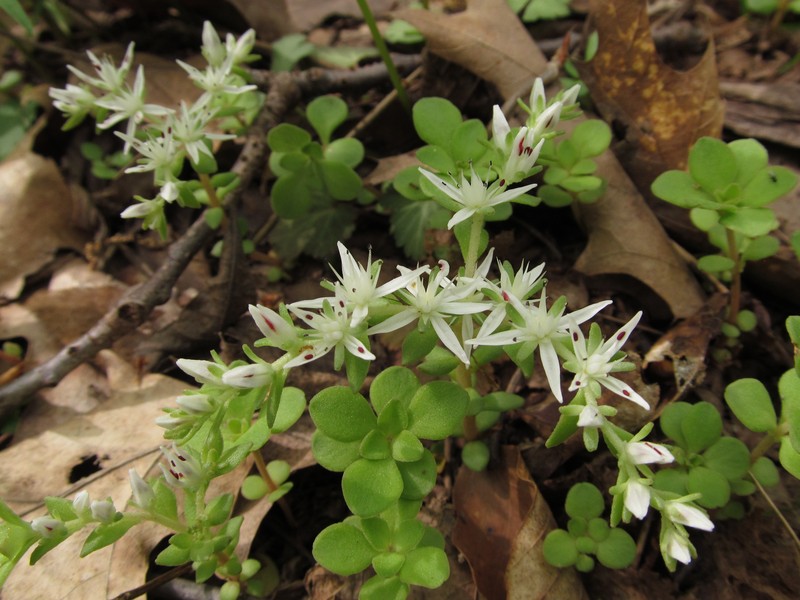 Woodland Stonecrop photo 2