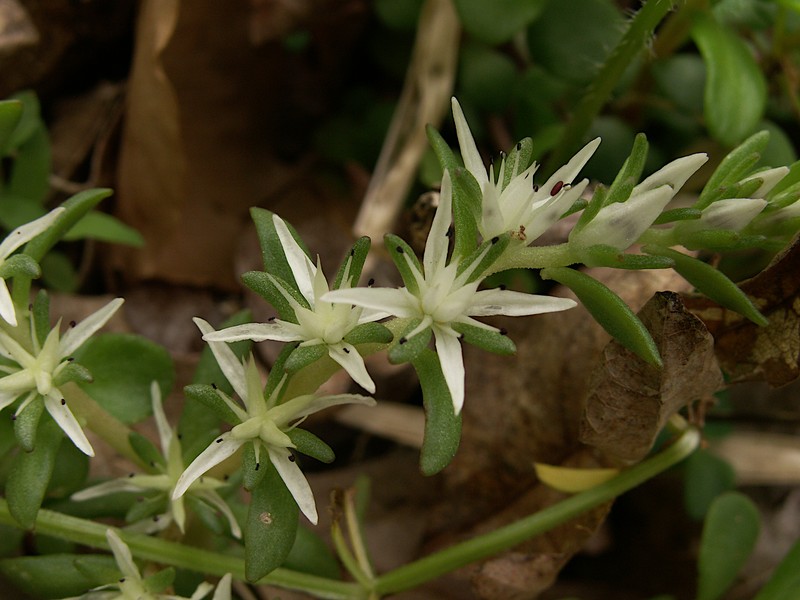 Woodland Stonecrop photo 3