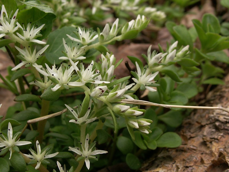 Woodland Stonecrop photo 4
