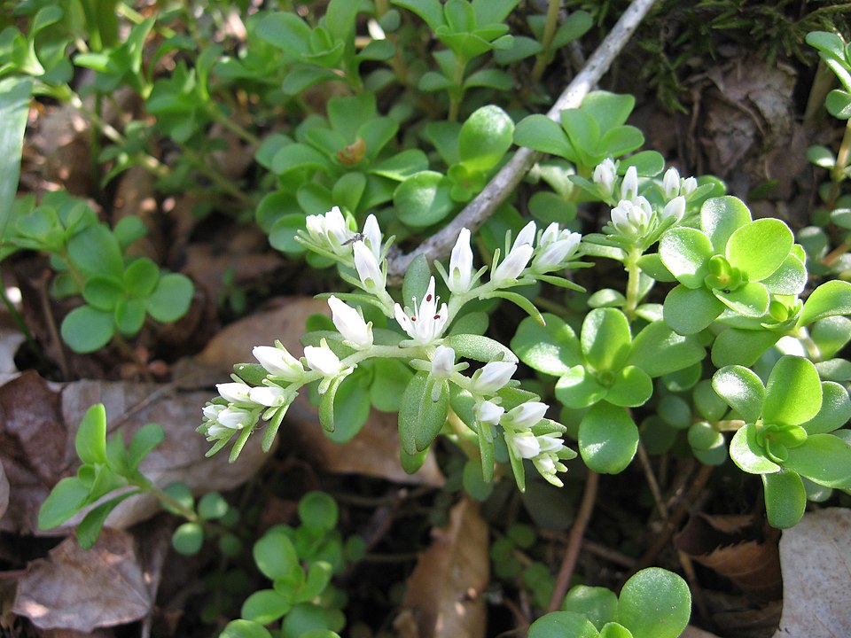 Woodland Stonecrop