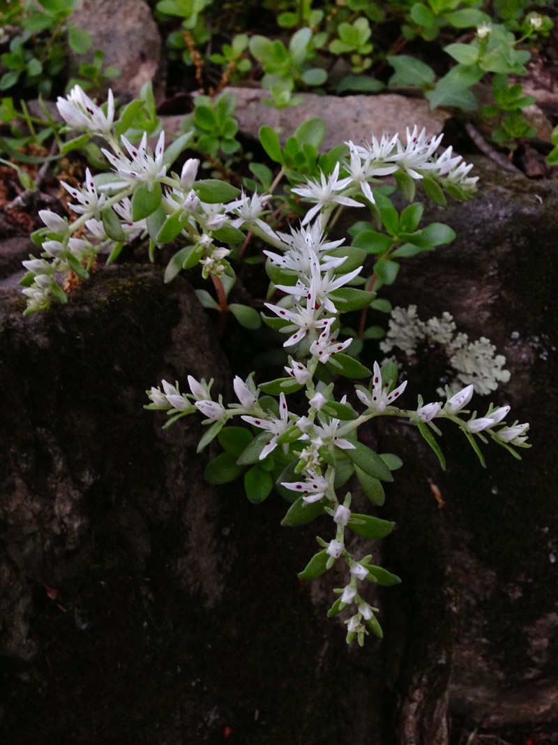 Woodland Stonecrop photo 5
