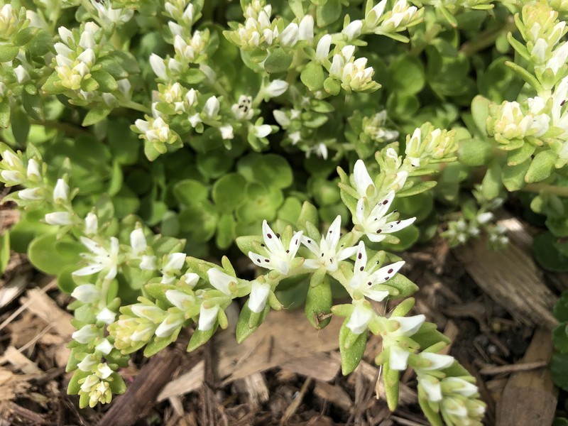 Woodland Stonecrop photo 6
