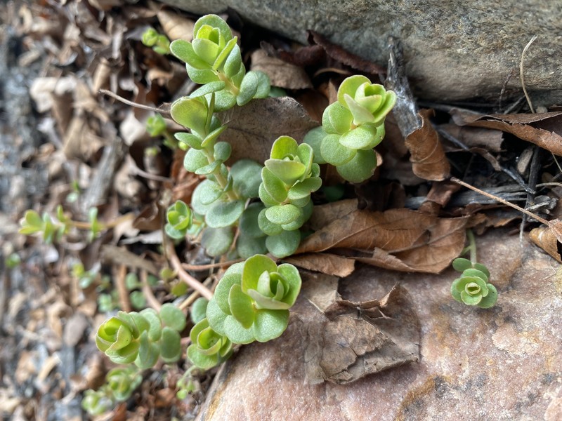 Woodland Stonecrop photo 7