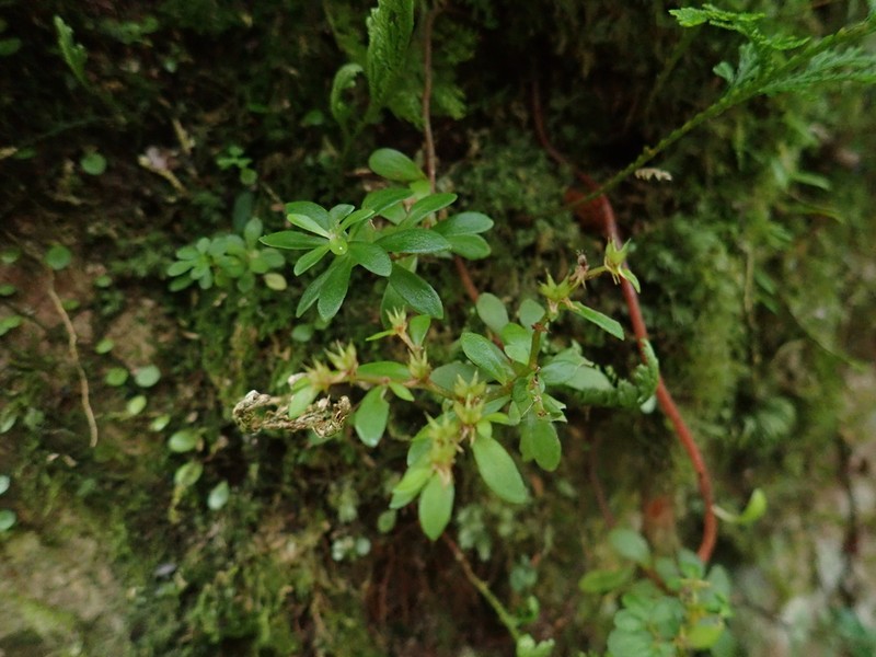Sedum triangulisepalum