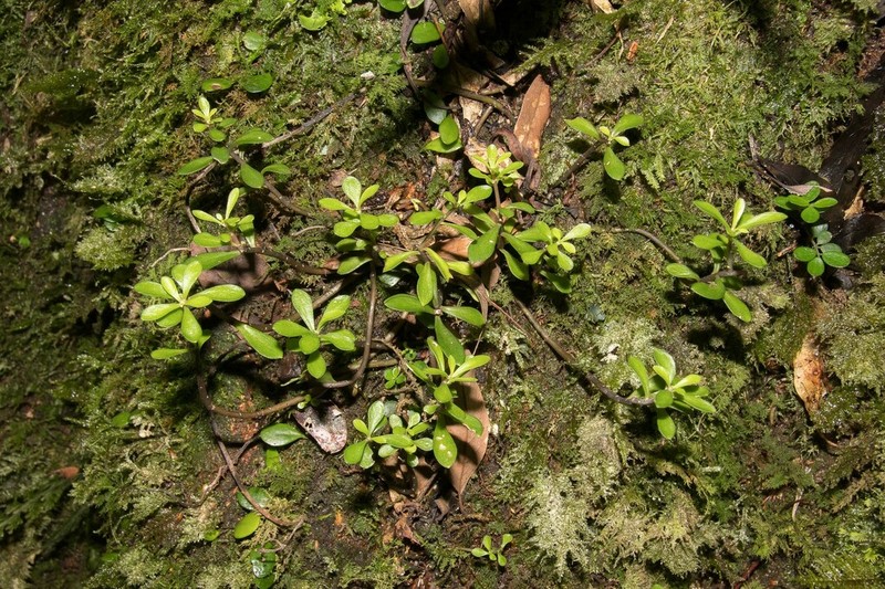 Sedum triangulisepalum photo 4