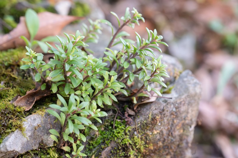 Sedum triangulisepalum photo 5