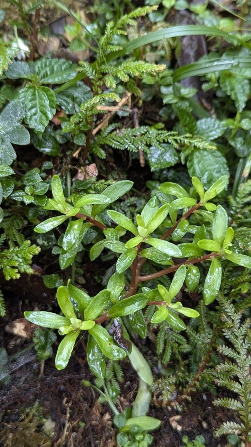 Sedum triangulisepalum photo 6