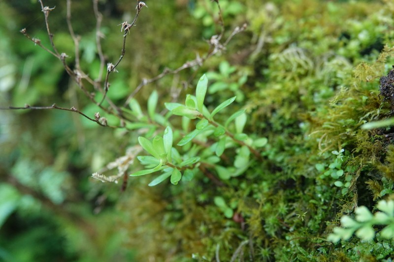 Sedum triangulisepalum photo 8