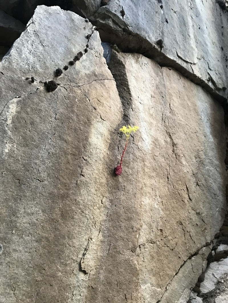 Idaho Stonecrop photo 2