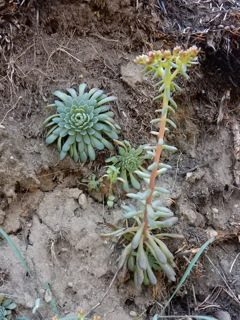 Idaho Stonecrop photo 3