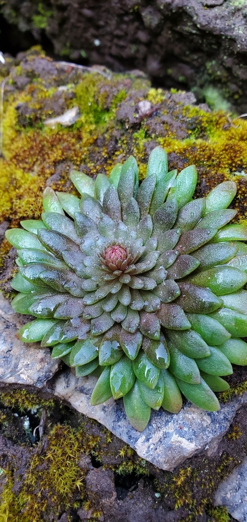 Idaho Stonecrop photo 4