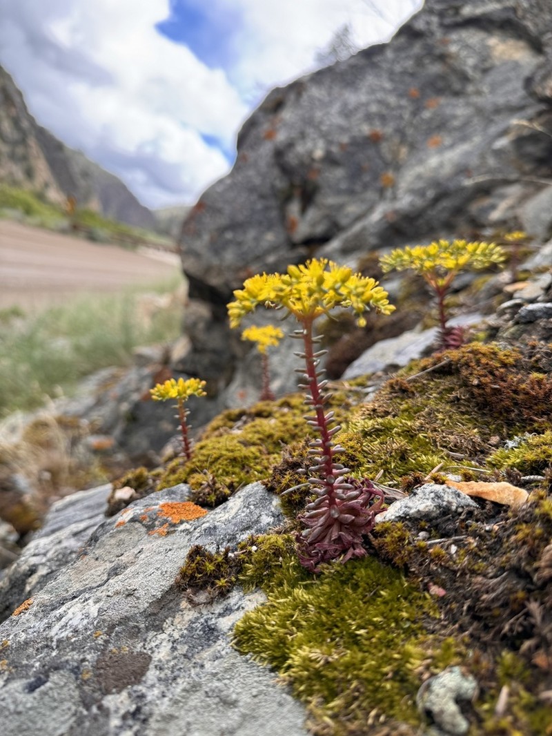 Idaho Stonecrop photo 5