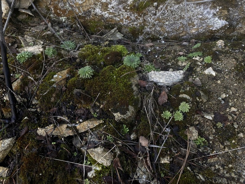 Idaho Stonecrop photo 6