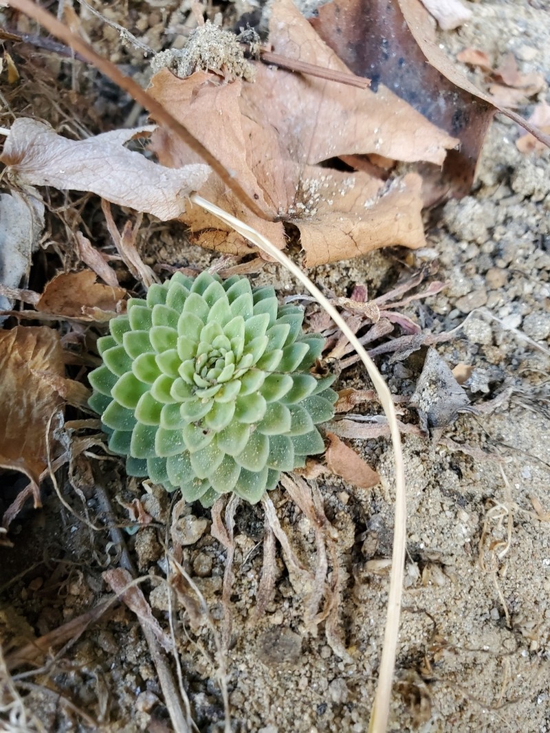 Idaho Stonecrop photo 7