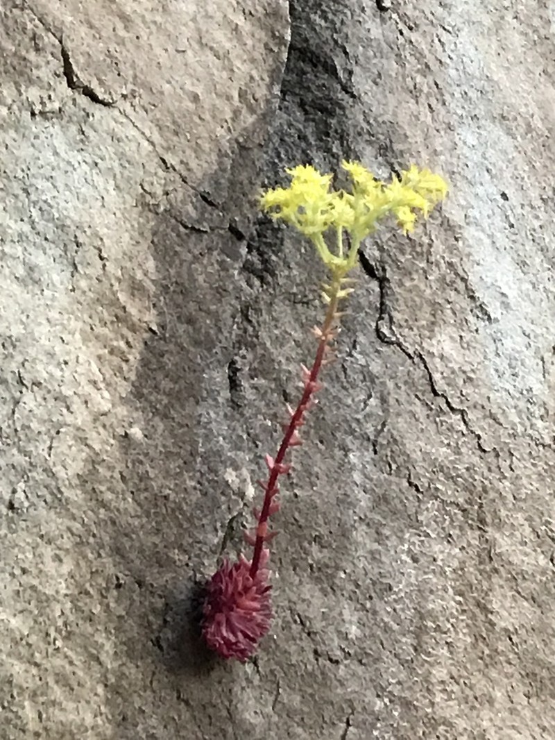 Idaho Stonecrop photo 8