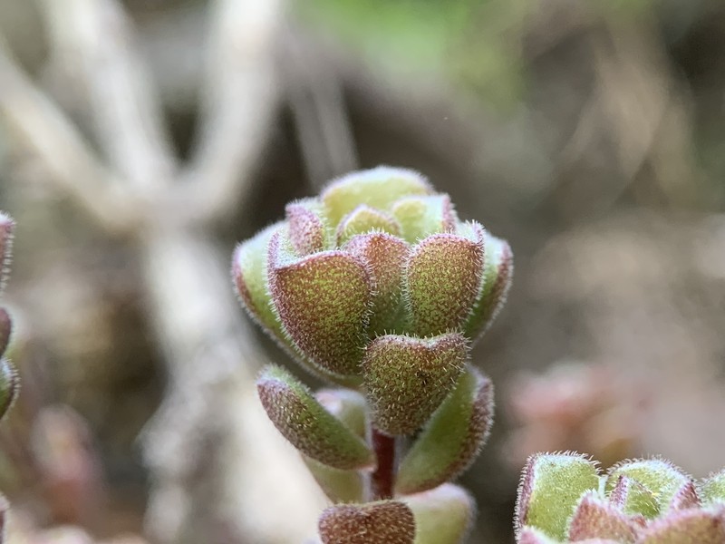 Sedum versadense subsp. versadense