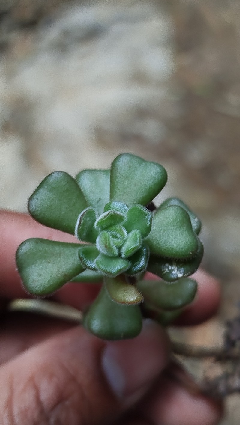 Sedum versadense subsp. versadense photo 2