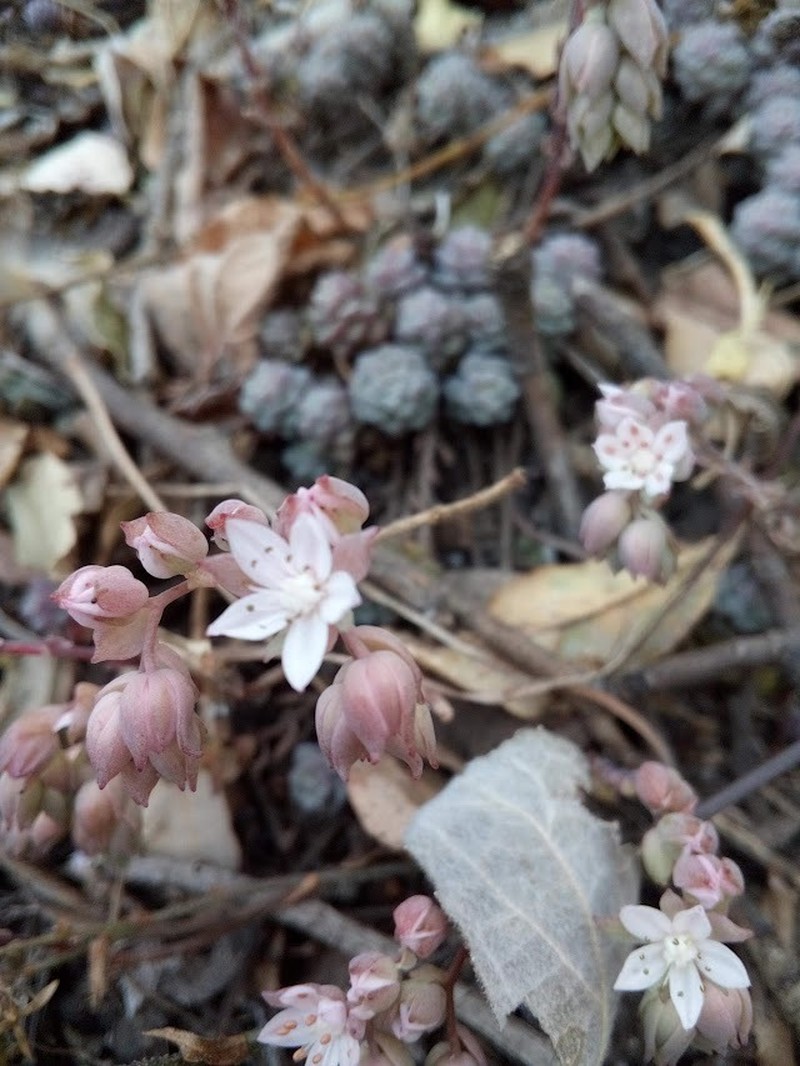 Sedum versadense subsp. versadense photo 3