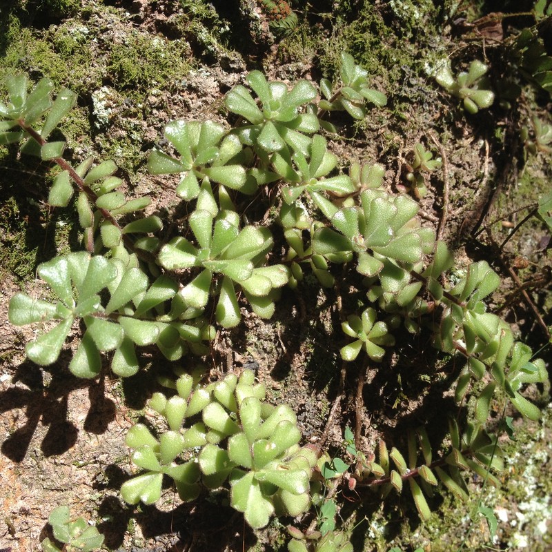 Sedum versadense subsp. versadense photo 4