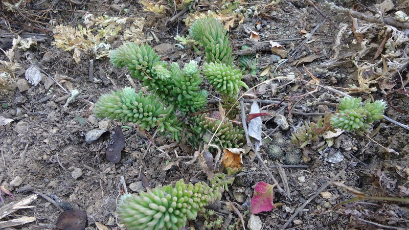 Sedum versadense subsp. villadioides