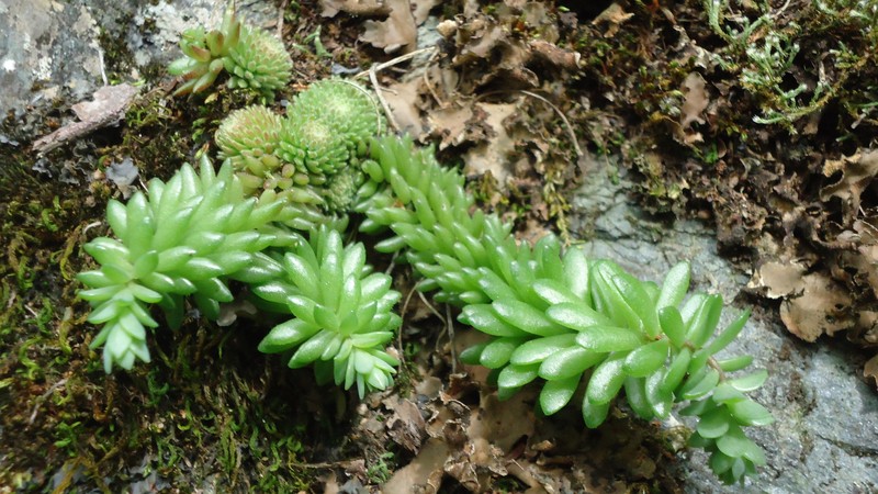 Sedum versadense subsp. villadioides photo 2