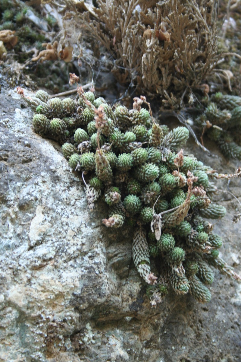 Sedum versadense subsp. villadioides photo 3