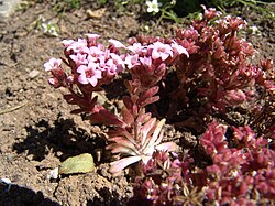Purple Stonecrop