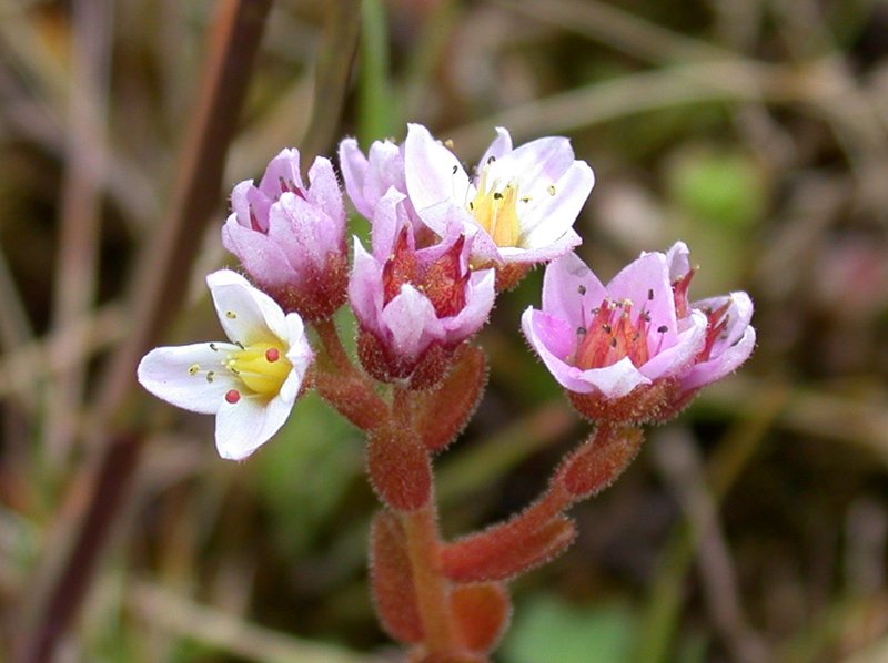 Purple Stonecrop photo 5