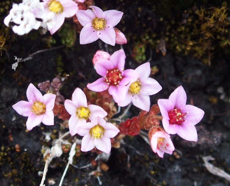 Purple Stonecrop photo 6