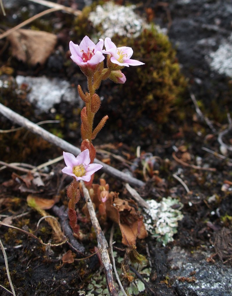 Purple Stonecrop photo 7