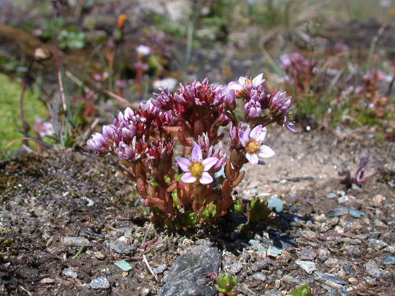 Purple Stonecrop photo 2