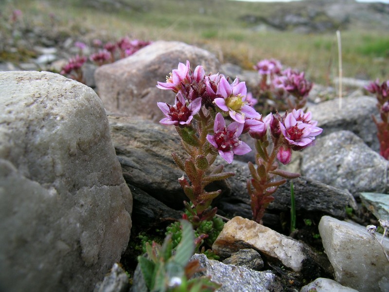 Purple Stonecrop photo 3