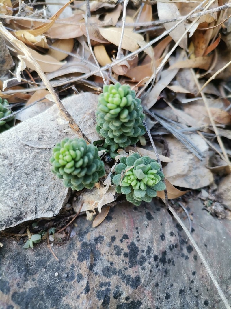 Wright's Stonecrop