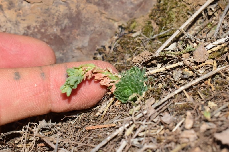 Wright's Stonecrop photo 2