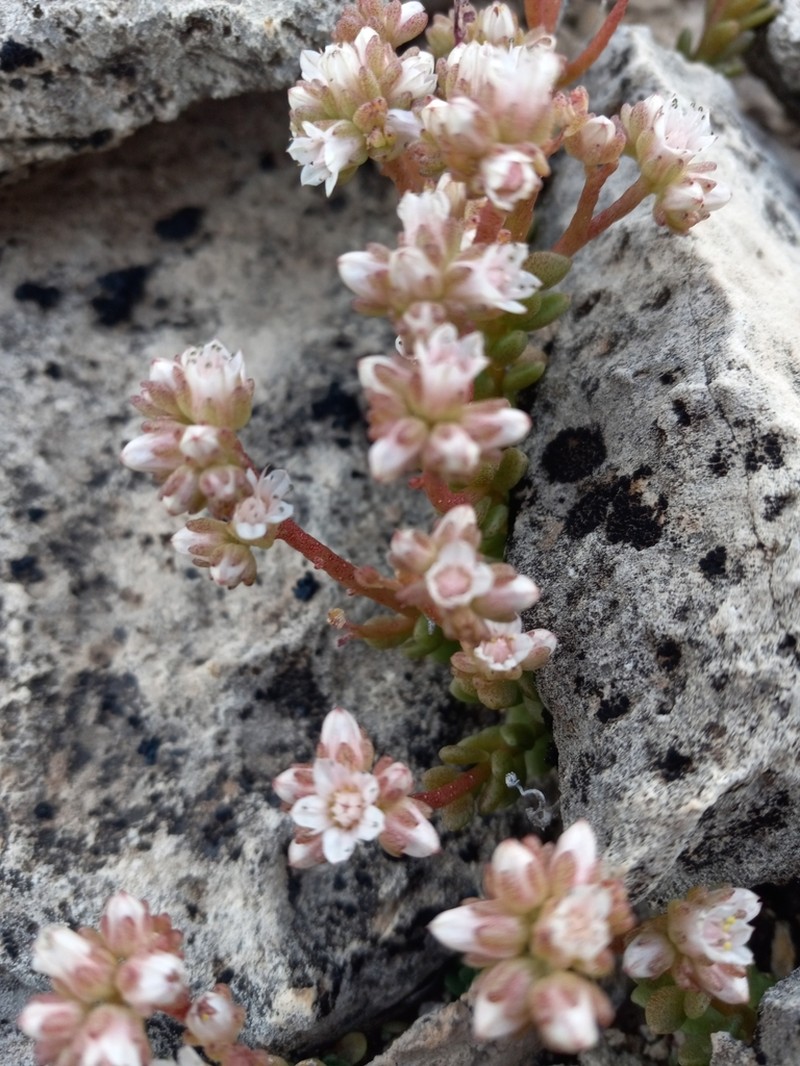 Wright's Stonecrop photo 3