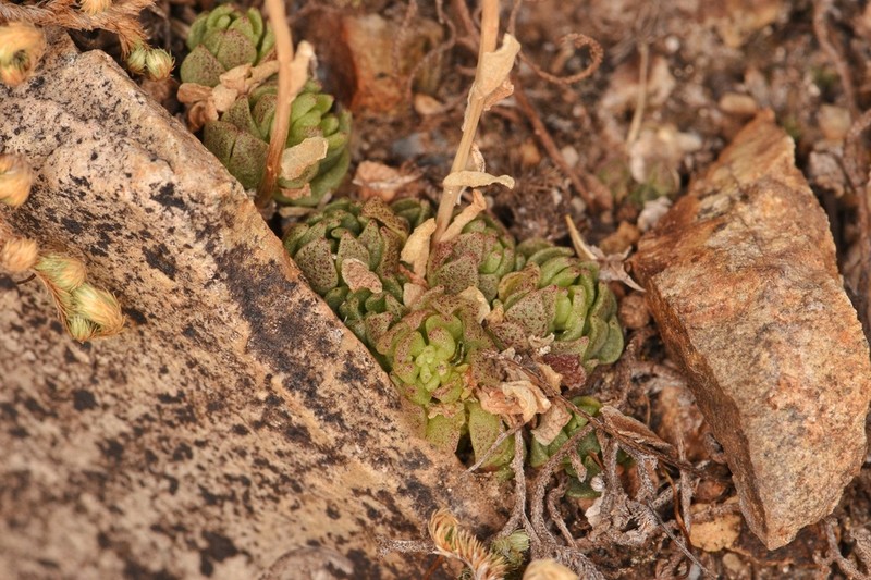 Wright's Stonecrop photo 4
