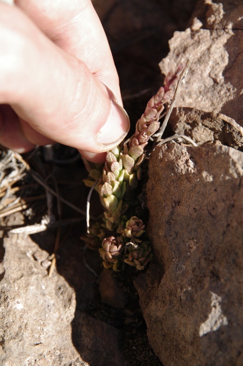 Wright's Stonecrop photo 5