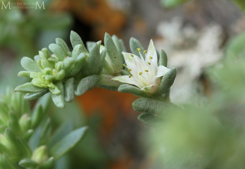 Wright's Stonecrop photo 6
