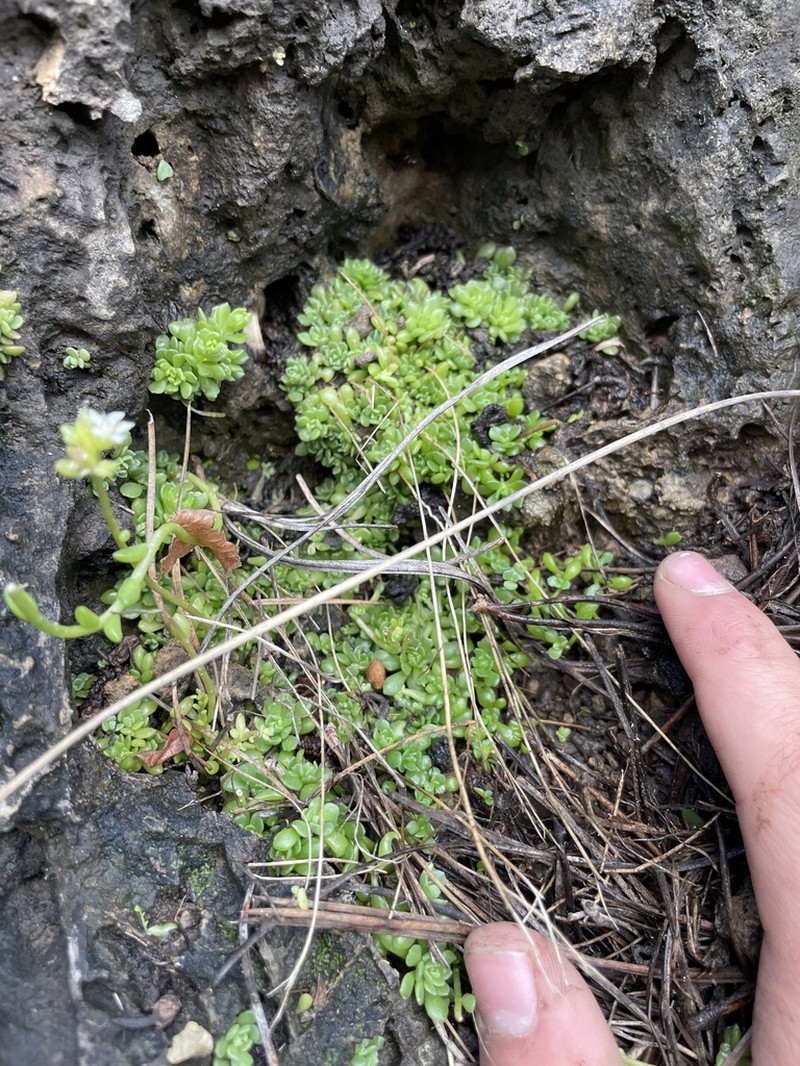 Wright's Stonecrop photo 7