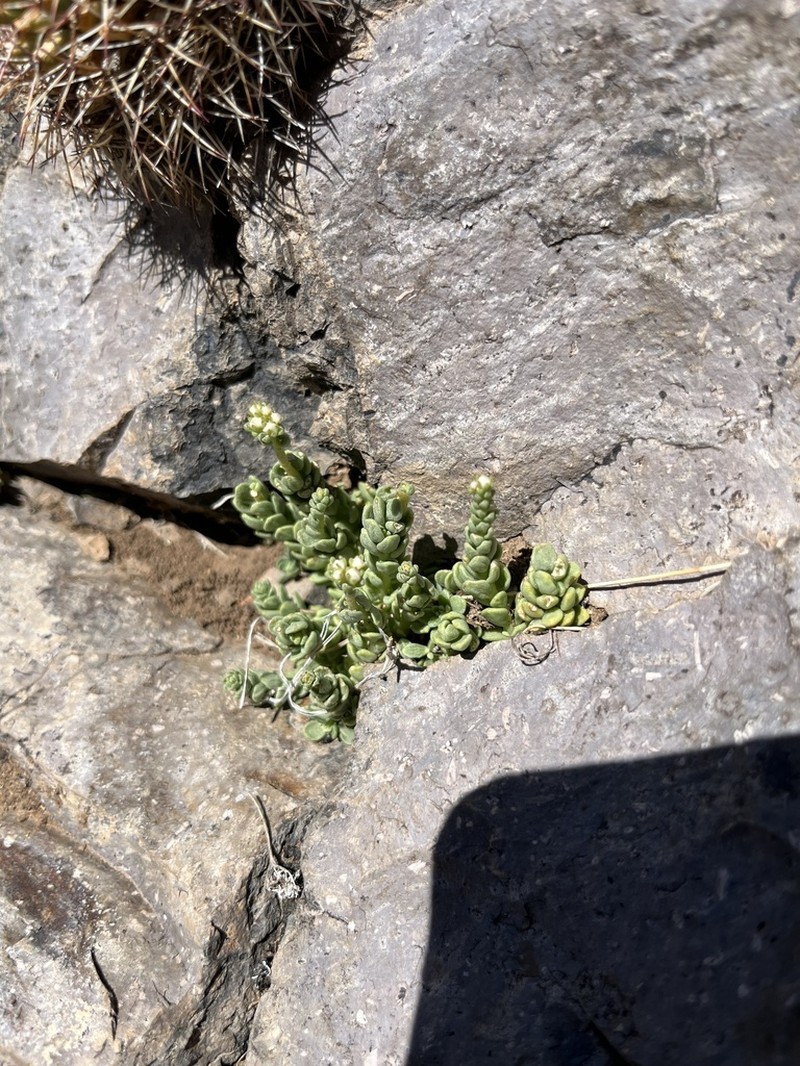 Wright's Stonecrop photo 8