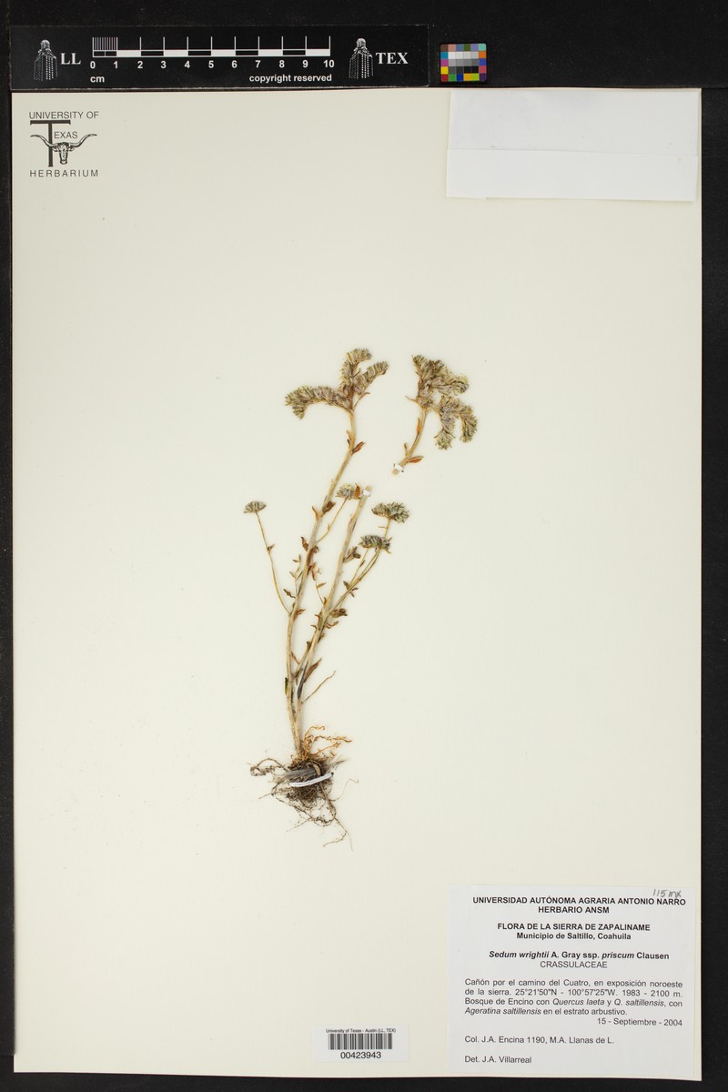Sedum wrightii subsp. priscum