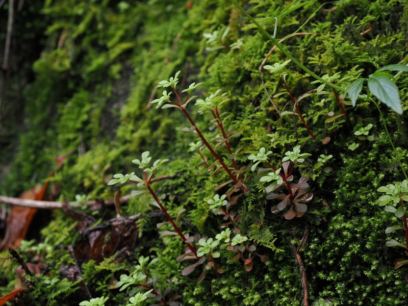 Sedum xunvense