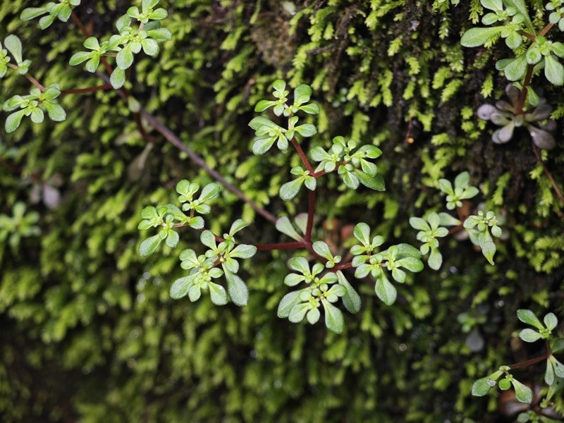 Sedum xunvense photo 2